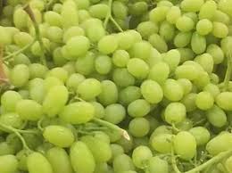 Full Case Green Seedless Grapes- 8.16kg