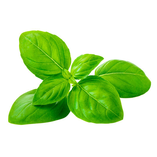 Basil 11.34 Kg