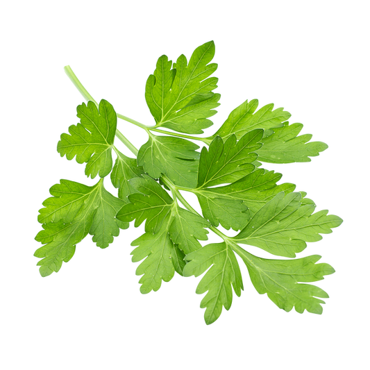 Cilantro 1.36 Kg