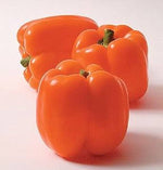 Peppers Orange Sweet Bulk 300g