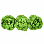Butterhead (Boston, Butter, Bibb) Lettuce 3 ct