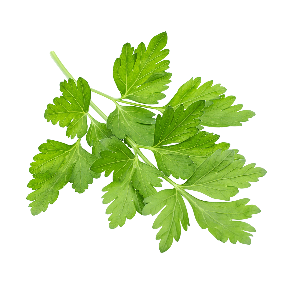 Cilantro, 3 bunches
