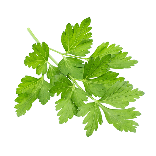 Cilantro, 3 bunches