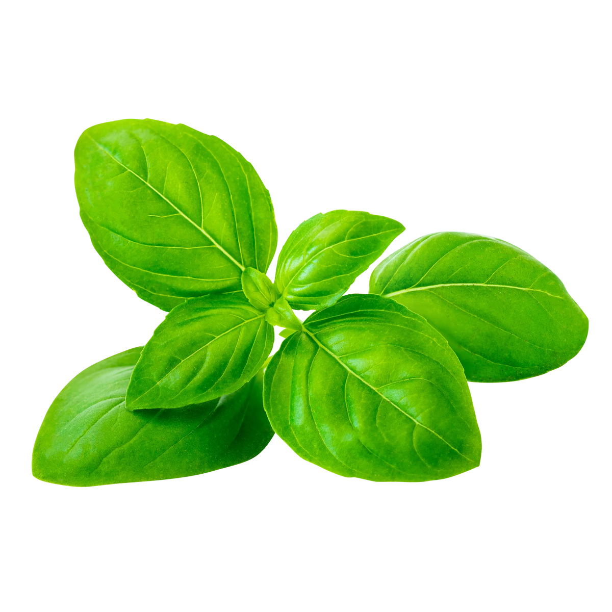 Basil, 3 bunches