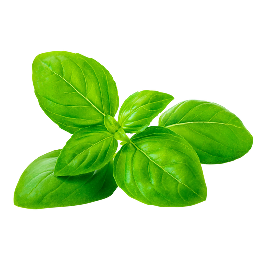 Basil, 3 bunches