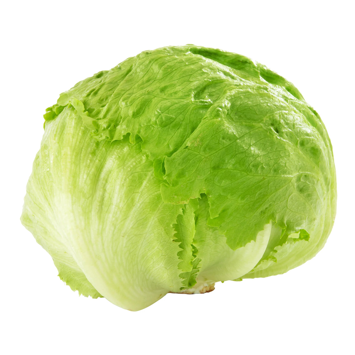 Iceberg Lettuce, Pack of 24 or 30