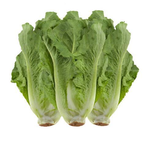 Romaine Lettuce (3-Pack)