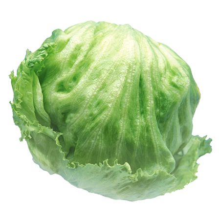 Iceberg Lettuce